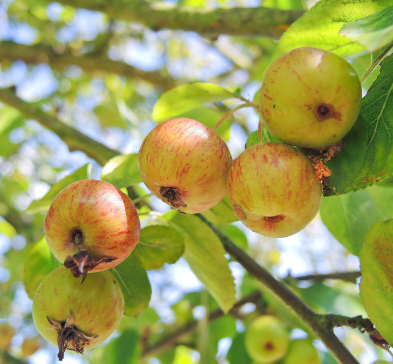 Cider apples on tree - Fermentis
