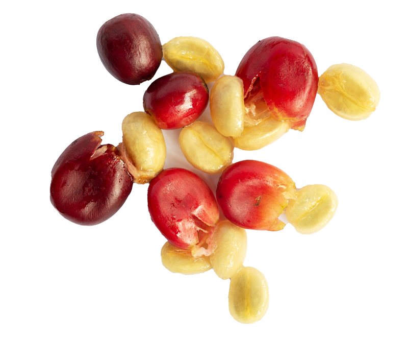 Coffe cherries